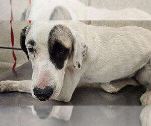 Argentinian Mastiff-Great Pyrenees Mix Dogs for adoption in Riverside, CA, USA