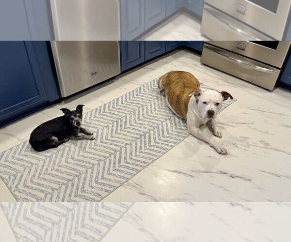 Medium Photo #25 Mutt Puppy For Sale in Mount Laurel, NJ, USA