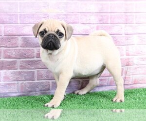 Pug Puppy for sale in BEL AIR, MD, USA