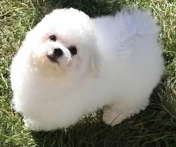 Medium Photo #3 Bichon Frise Puppy For Sale in WAYLAND, MI, USA