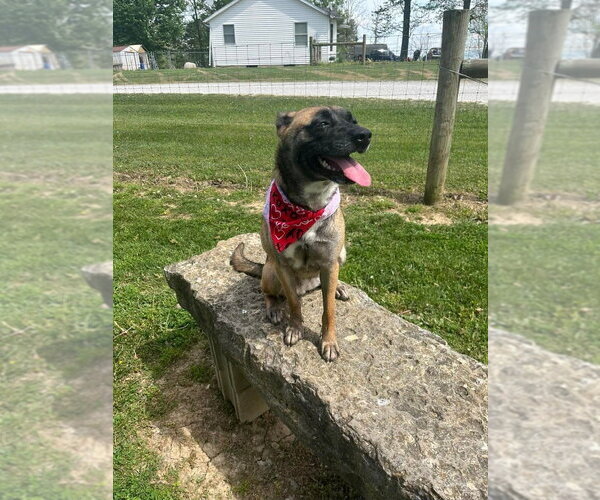 Medium Photo #6 Mutt Puppy For Sale in Osgood, IN, USA