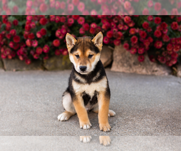 Medium Photo #2 Shiba Inu Puppy For Sale in MILLERSBURG, IN, USA