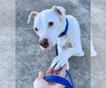 Small #3 American Pit Bull Terrier Mix