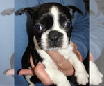 Puppy Kay Boston Terrier