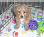 Small Photo #12 Cocker Spaniel-Poodle (Miniature) Mix Puppy For Sale in ORO VALLEY, AZ, USA