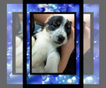 Small Photo #18 Cowboy Corgi Puppy For Sale in GALLEGOS, NM, USA