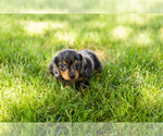 Small #2 Dachshund