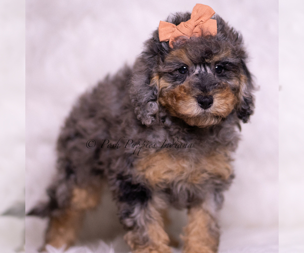 Medium Photo #92 Poodle (Miniature) Puppy For Sale in WARSAW, IN, USA