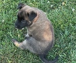 Puppy Puppy 6 Belgian Malinois