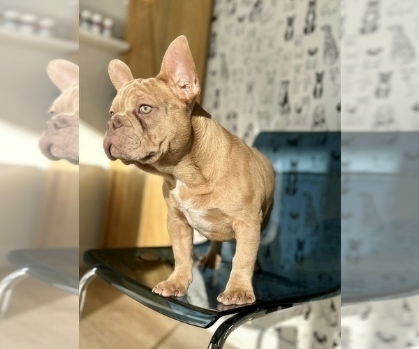 Medium Photo #5 French Bulldog Puppy For Sale in LOMA MAR, CA, USA