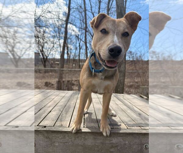 Medium Photo #10 Mutt Puppy For Sale in Elmsford, NY, USA