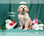 Puppy Lindsey English Cream Golden Retriever