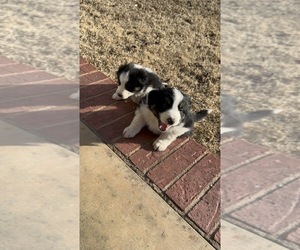 Border-Aussie Puppy for sale in VAN BUREN, AR, USA