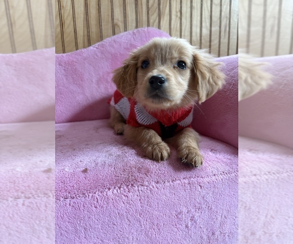 Medium Photo #4 Golden Retriever Puppy For Sale in MADISON, NC, USA