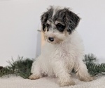 Small #3 Schnoodle (Miniature)