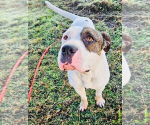 American Bulldog-Unknown Mix Dogs for adoption in Claremore, OK, USA