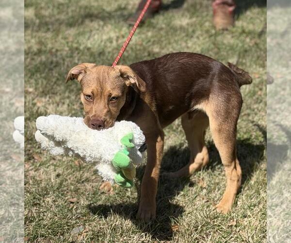 Medium Photo #3 Labrador Retriever-Unknown Mix Puppy For Sale in Yardley, PA, USA