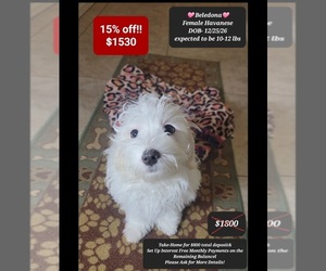 Havanese Puppy for sale in TUCSON, AZ, USA