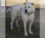 Small Photo #2 Airedale Terrier-Irish Terrier Mix Puppy For Sale in Bandera, TX, USA