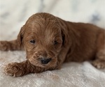 Puppy Wookie Goldendoodle (Miniature)