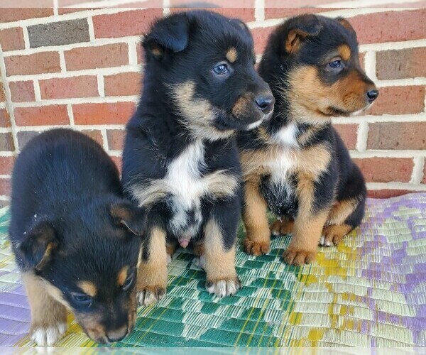 Medium Photo #11 English Shepherd-German Shepherd Dog Mix Puppy For Sale in ETNA GREEN, IN, USA