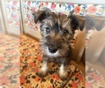 Small Photo #5 Schnauzer (Miniature) Puppy For Sale in LAWRENCE, MI, USA