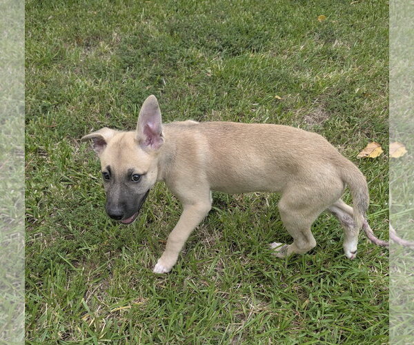 Medium Photo #3 German Shepherd Dog-Unknown Mix Puppy For Sale in The Woodlands, TX, USA