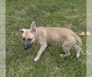Remi - Male German Shepherd Dog-Unknown Mix Dog for Adoption - Photo #3