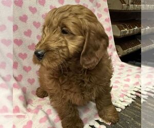Goldendoodle (Miniature) Puppy for sale in ARCOLA, IL, USA