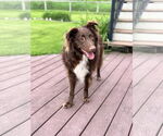 Small #1 Australian Shepherd Mix