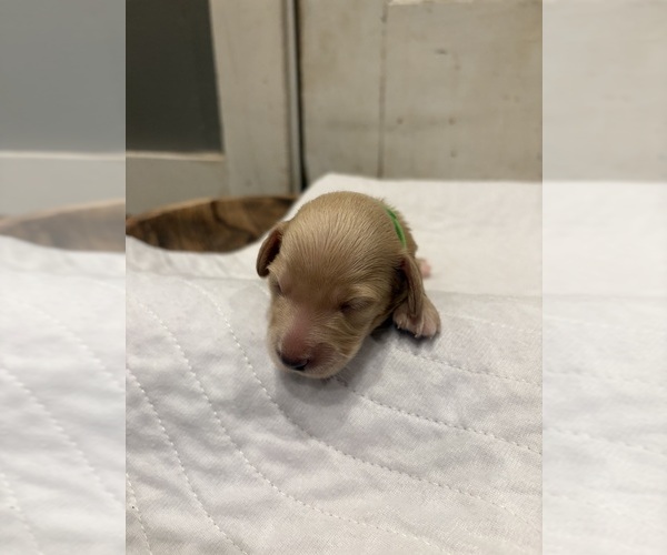 Medium Photo #4 Dachshund Puppy For Sale in MARSHFIELD, MO, USA
