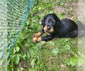 Gordon Setter Puppy for sale in ALMOND, WI, USA