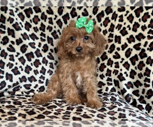 Cavapoo Puppy for sale in LAKELAND, FL, USA