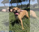 Small #1 Chihuahua Mix