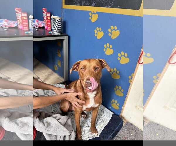 Medium Photo #3 Boxador Puppy For Sale in Tracy City, TN, USA