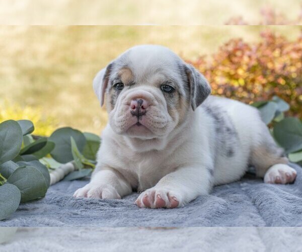 Medium Photo #3 Beabull Puppy For Sale in MILLERSBURG, OH, USA