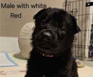 German Shepherd Dog Puppy for sale in HUNTINGDON, PA, USA