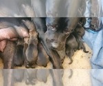 Image preview for Ad Listing. Nickname: Adorables