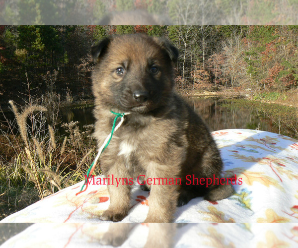 Medium Photo #6 German Shepherd Dog Puppy For Sale in PIEDMONT, MO, USA