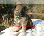 Small #5 German Shepherd Dog