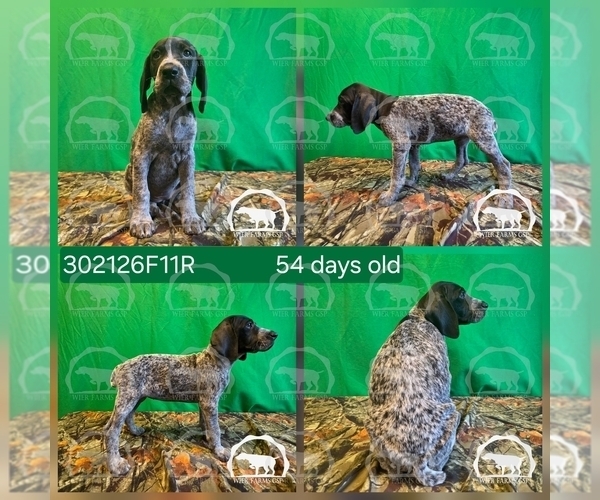 Medium Photo #2 German Shorthaired Pointer Puppy For Sale in MOYIE SPRINGS, ID, USA