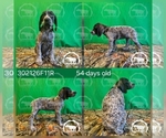 Small #1 German Shorthaired Pointer