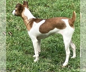 Mother of the Rat Terrier puppies born on 04/10/2024