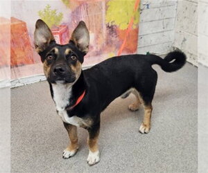 Cardigan Welsh Corgi-Unknown Mix Dogs for adoption in San Bernardino, CA, USA