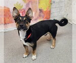Small Cardigan Welsh Corgi Mix