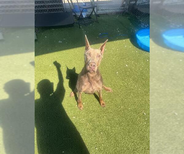 Medium Photo #1 Doberman Pinscher Puppy For Sale in Pasadena, TX, USA