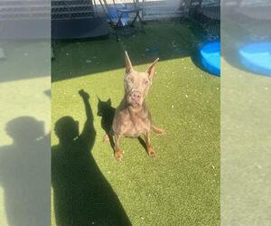 Doberman Pinscher Dogs for adoption in Pasadena, TX, USA