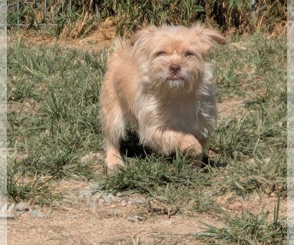 Medium Photo #1 Mutt Puppy For Sale in Thomasville, NC, USA
