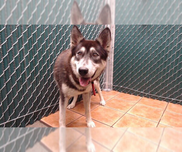 Medium Photo #1 Siberian Husky Puppy For Sale in Downey, CA, USA