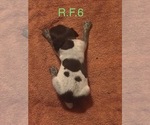 Small Photo #9 German Shorthaired Pointer Puppy For Sale in ARGONNE, WI, USA